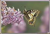 Machaon